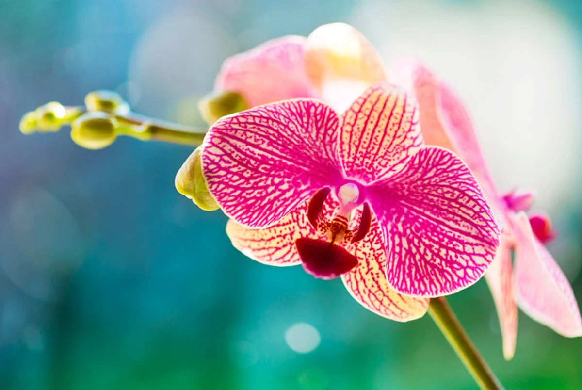 Agua de arroz: el secreto de cocina para orquídeas repletas de flores una vez al mes - image 1