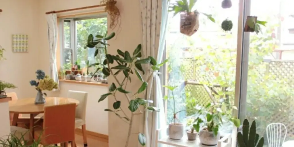 Aire puro en casa: usa la Hiedra de uva y Palmera bambú contra el cansancio