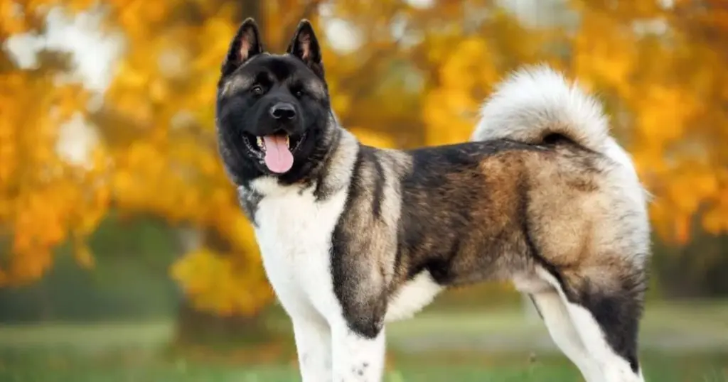 Akita Americano: el guardián leal que lo tiene todo