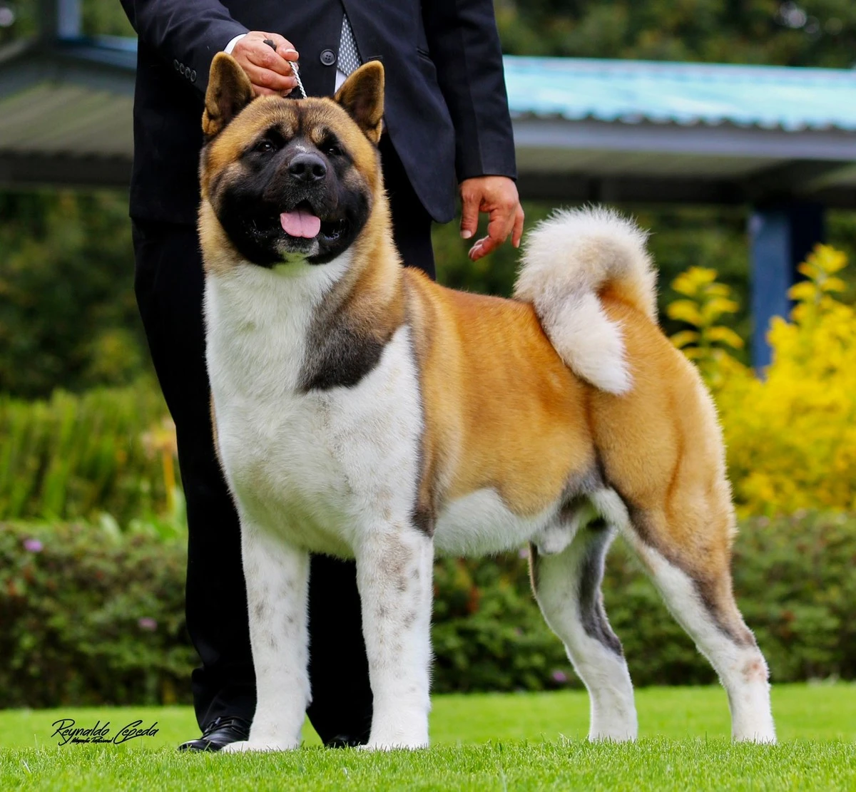 Akita Americano: el guardián leal que lo tiene todo - image 1