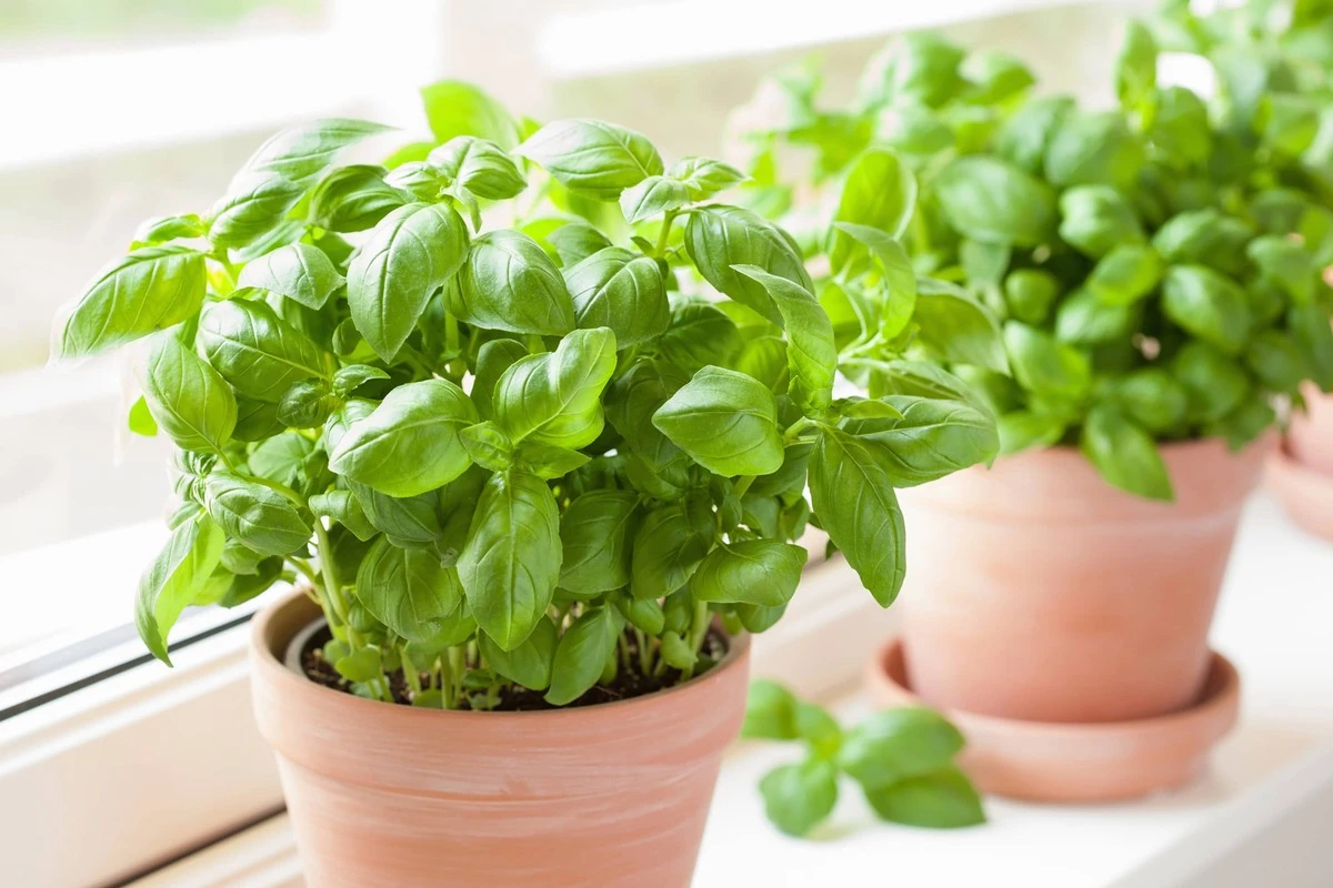 Albahaca infinita en tu Cocina mediterránea: el truco para que no muera nunca - image 1