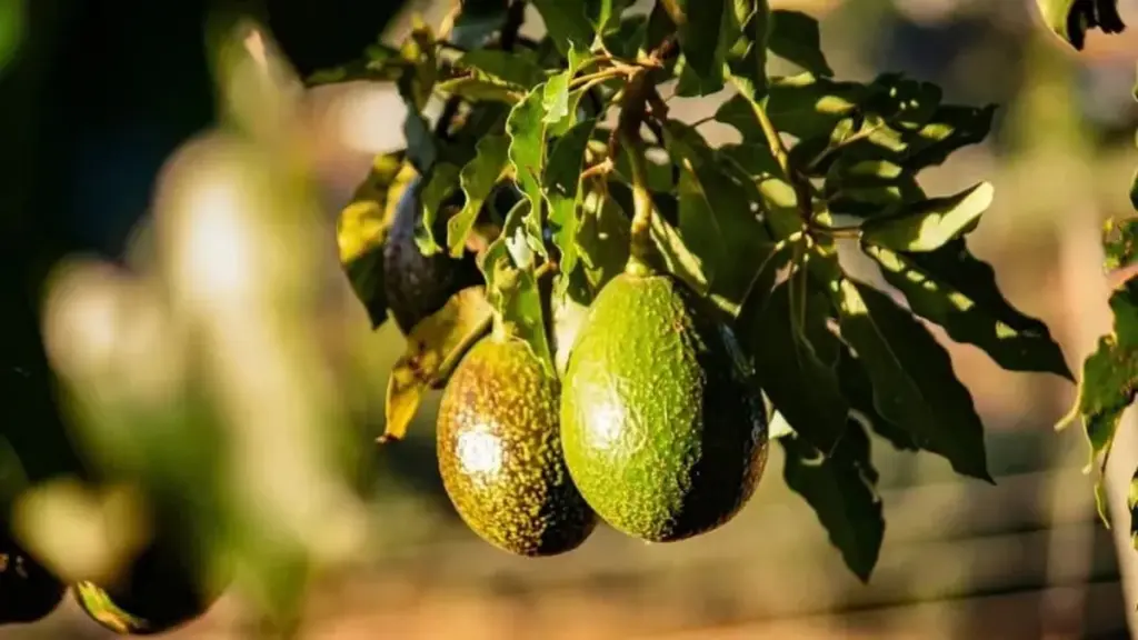 Árbol de palta (Persea americana): micorrizas y drenaje evitan que las Hojas se sequen