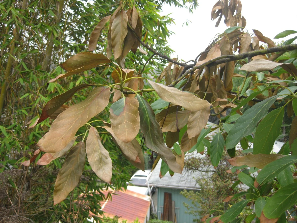 Árbol de palta (Persea americana): micorrizas y drenaje evitan que las Hojas se sequen - image 1