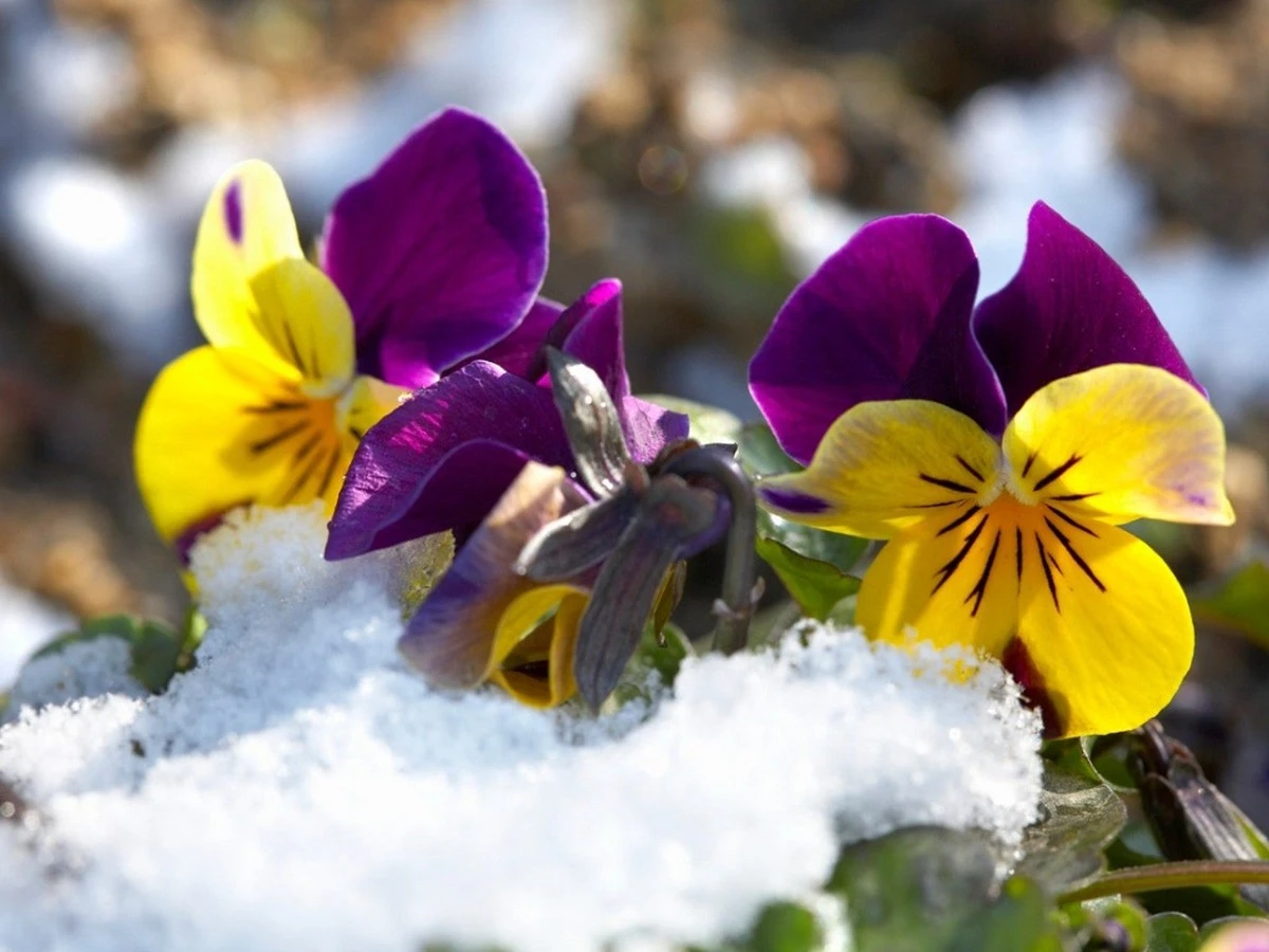 Aubrieta: la planta que cubre tu jardín de flores con mínimo esfuerzo - image 1