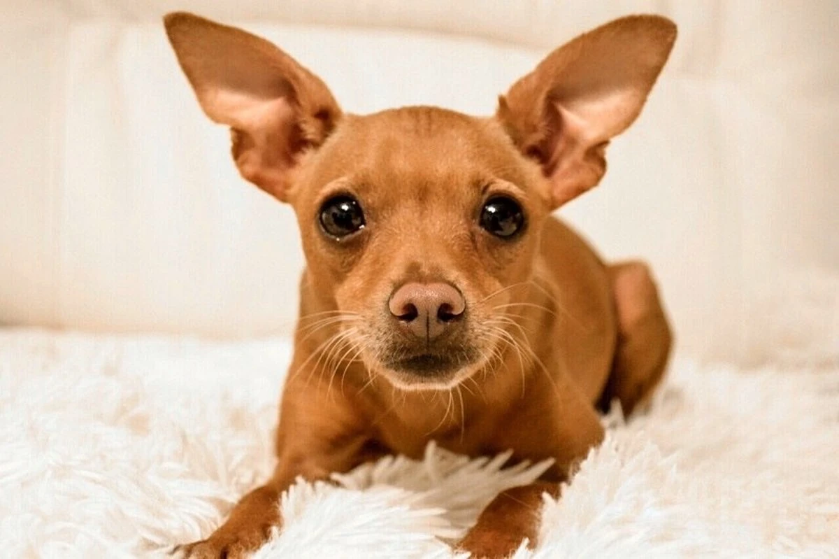 Chihuahua vs Pinscher: ¿cuál perro es más celoso y apegado a ti? - image 1
