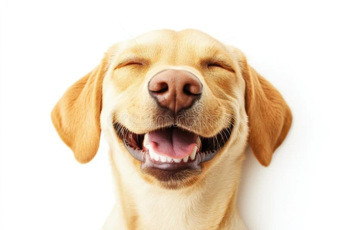 ¿Cuánto cuesta realmente mantener a tu perro mediano sano y feliz? - image 1
