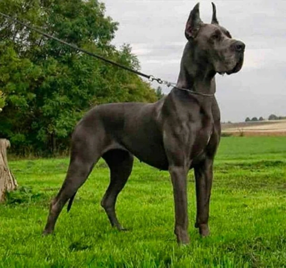 ¿Cuánto cuesta realmente tener un perro grande al mes? La verdad detrás de los gastos ocultos - image 1