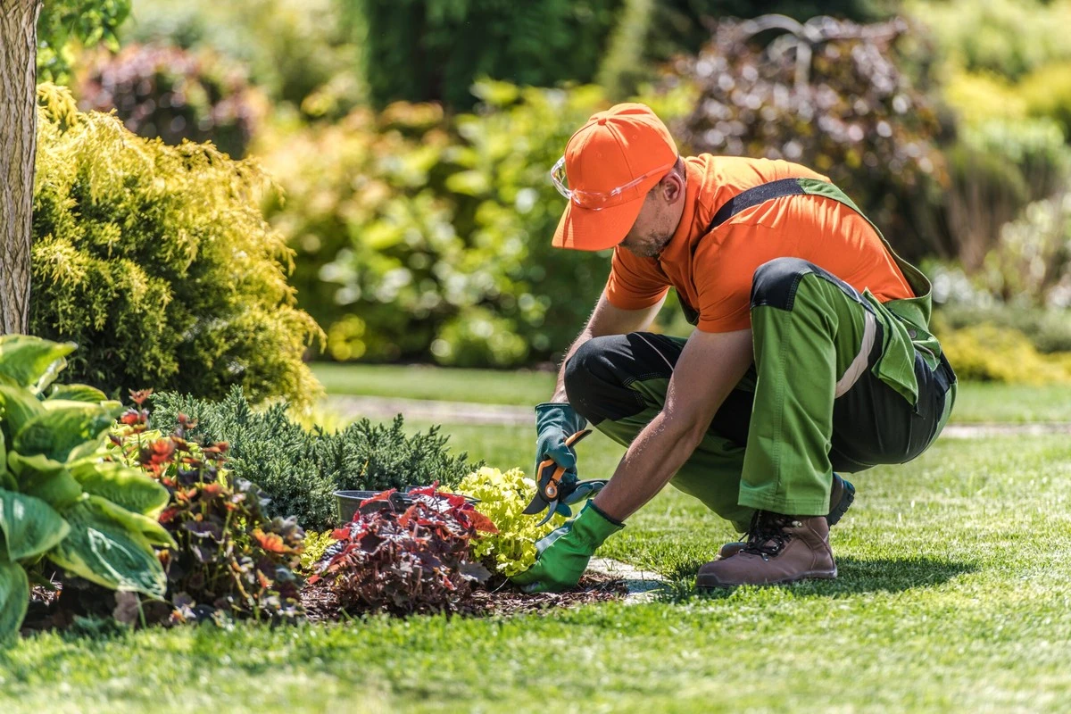 Cuida tu jardín como un experto: el secreto de los que aman la naturaleza - image 1