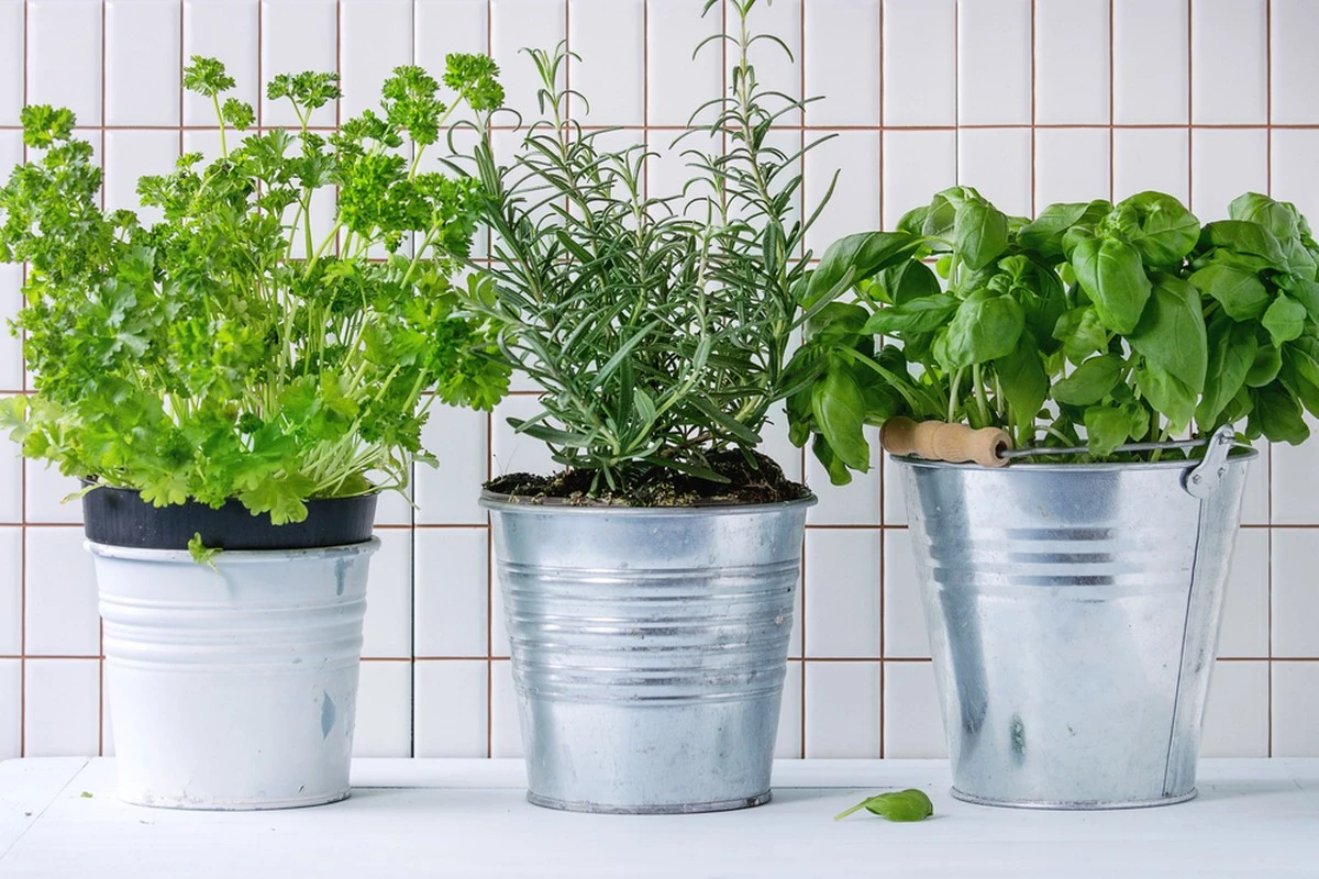Cultiva hierbas frescas en tu hogar: el secreto de las botellas PET para una huerta sin ensuciar y de crecimiento rápido - image 1