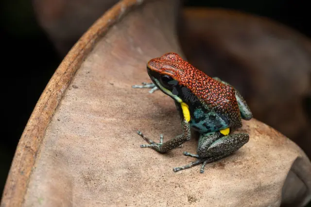 Rana dardo ecuatoriana