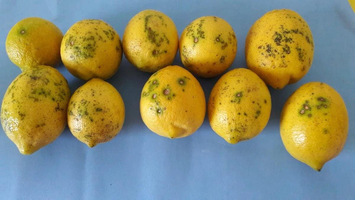 Descubre cómo el limón elimina las manchas difíciles de tu hogar - image 1