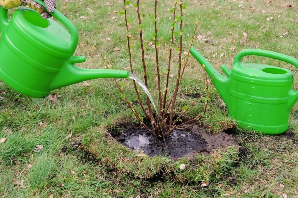 El arbusto que debes plantar en marzo: adiós a los topos y una cosecha de oro
