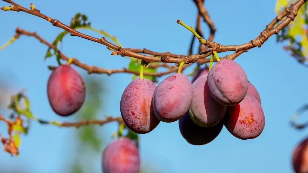 El ciruelo: sombra, belleza y frutos con el mínimo esfuerzo en tu jardín