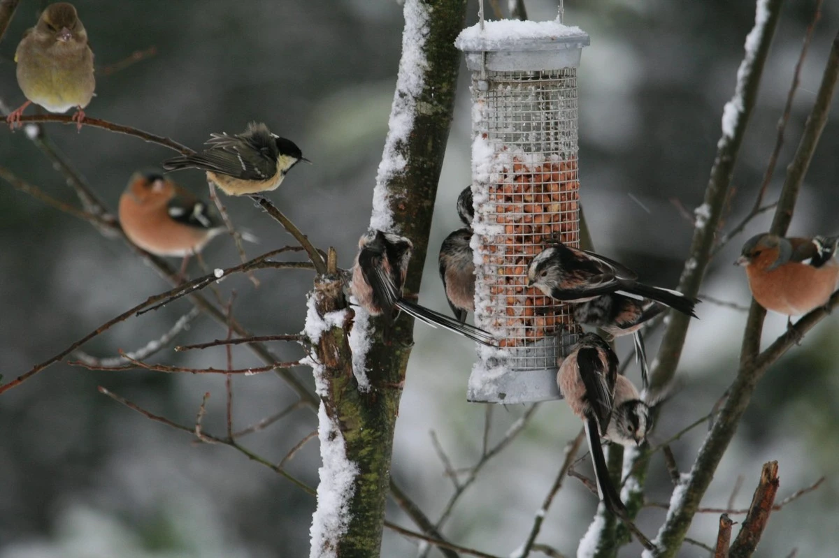 El error de los 5°C: por qué debes dejar de alimentar aves ahora - image 1