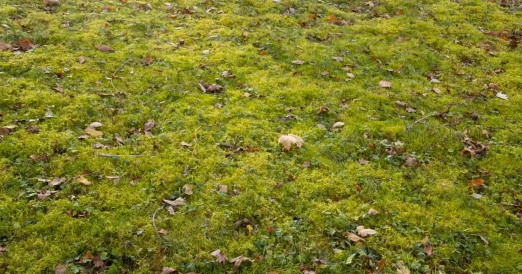 Elimina el musgo del césped con bioestimulantes de algas Ascophyllum nodosum