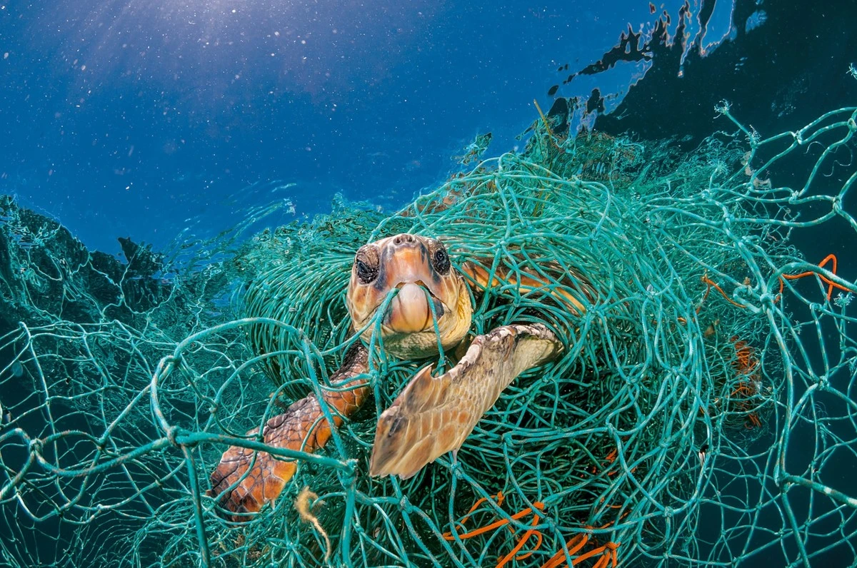 El infierno sonoro que está desorientando a las tortugas marinas en peligro - image 1