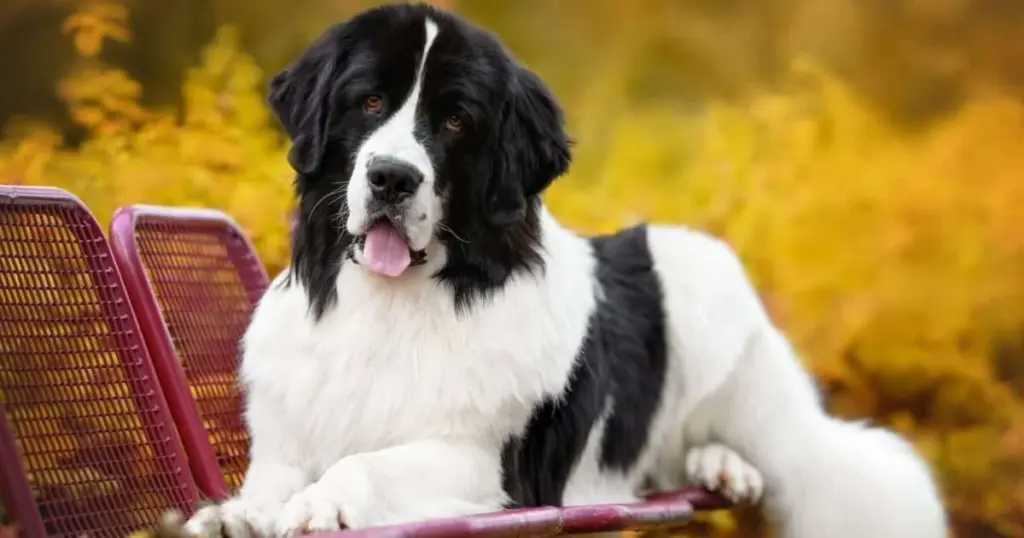El Landseer: gigante gentil que todo amante de perros debería conocer
