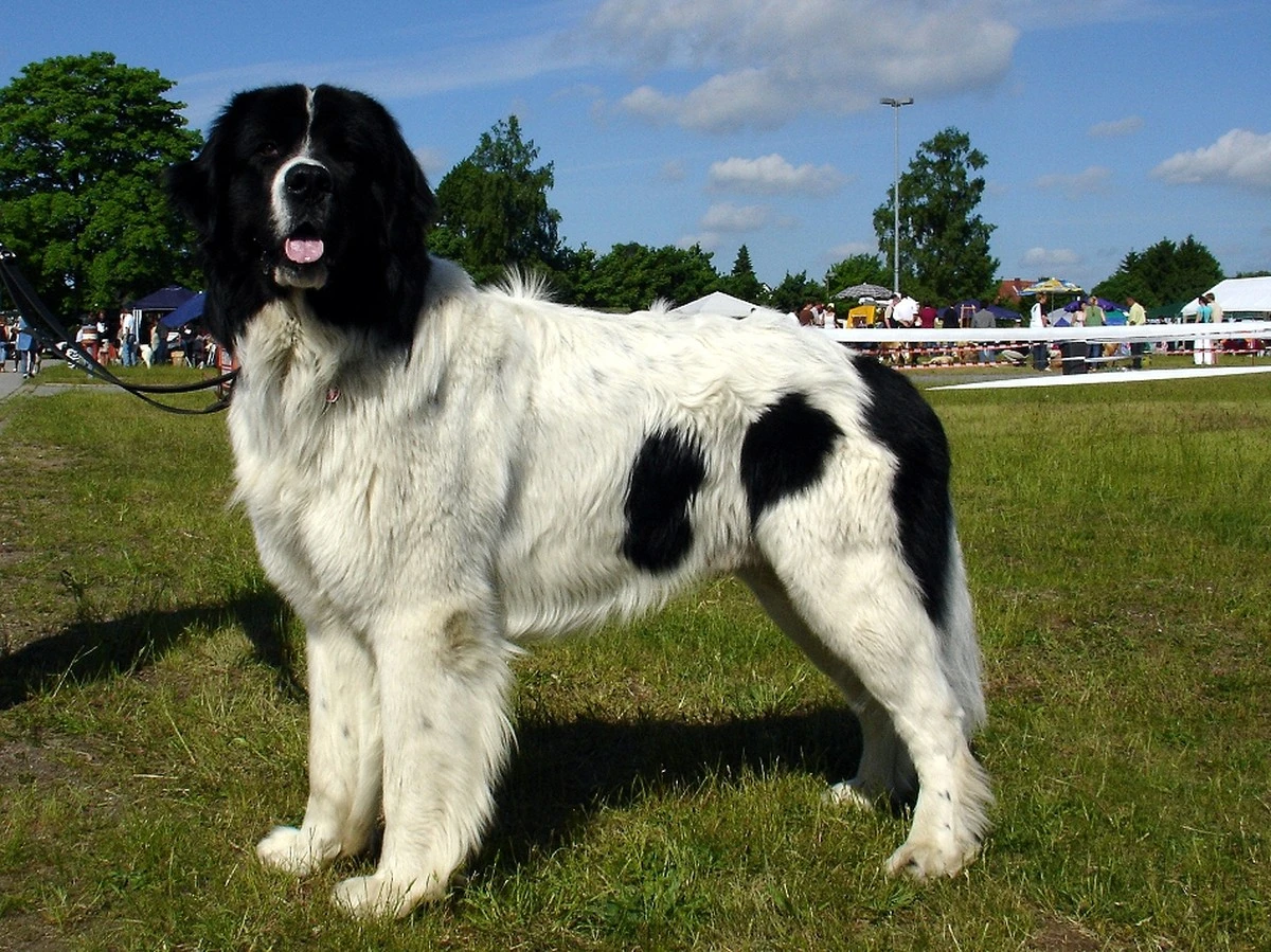 El Landseer: gigante gentil que todo amante de perros debería conocer - image 1
