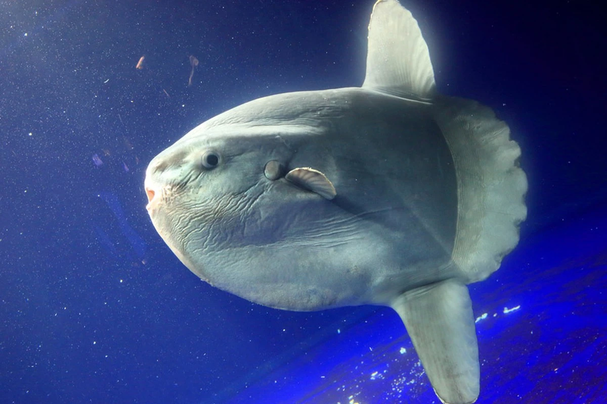 El pez óseo gigante que desafía las leyes de la biología con su crecimiento acelerado - image 1