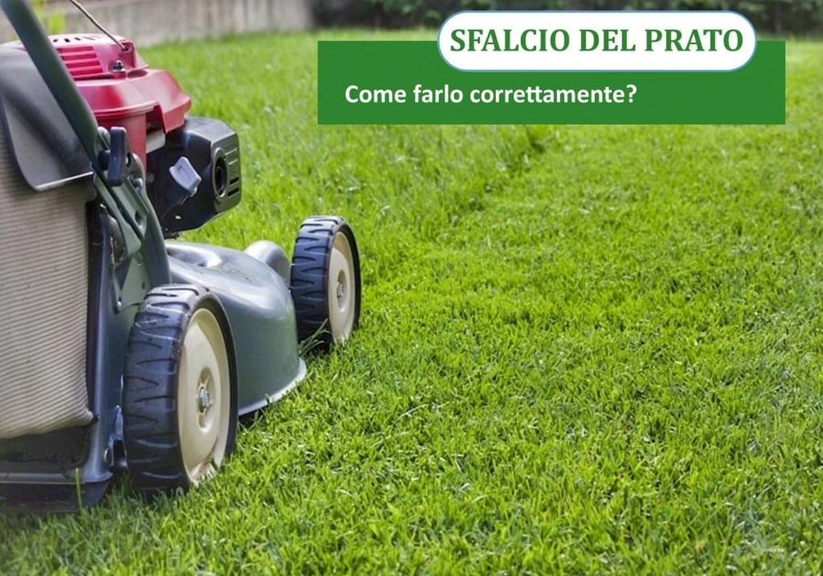 El primer corte de césped en Prato se adelanta: así afecta al verde de tu ciudad - image 1