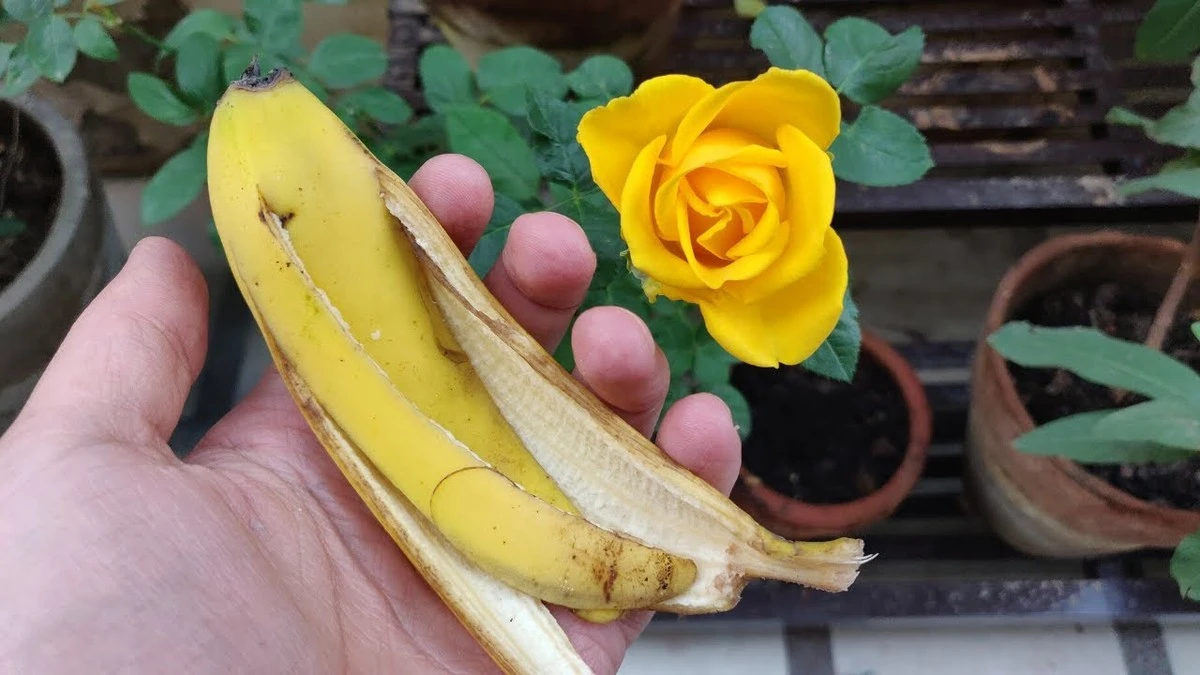 El secreto de las rosas espectaculares: usa cáscaras de plátano y verás flores increíbles - image 1