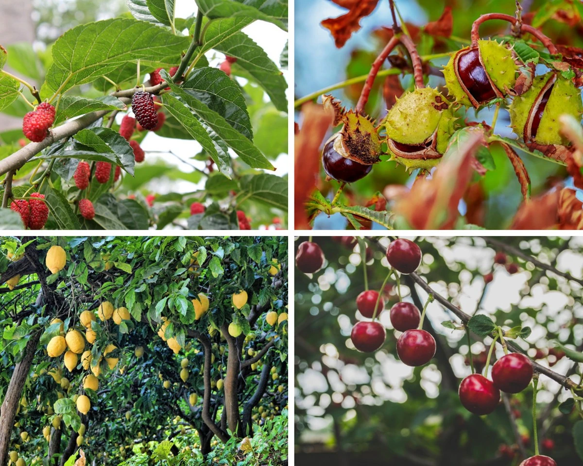 El secreto de los jardineros para que tus moras crezcan 5 veces más rápido - image 1