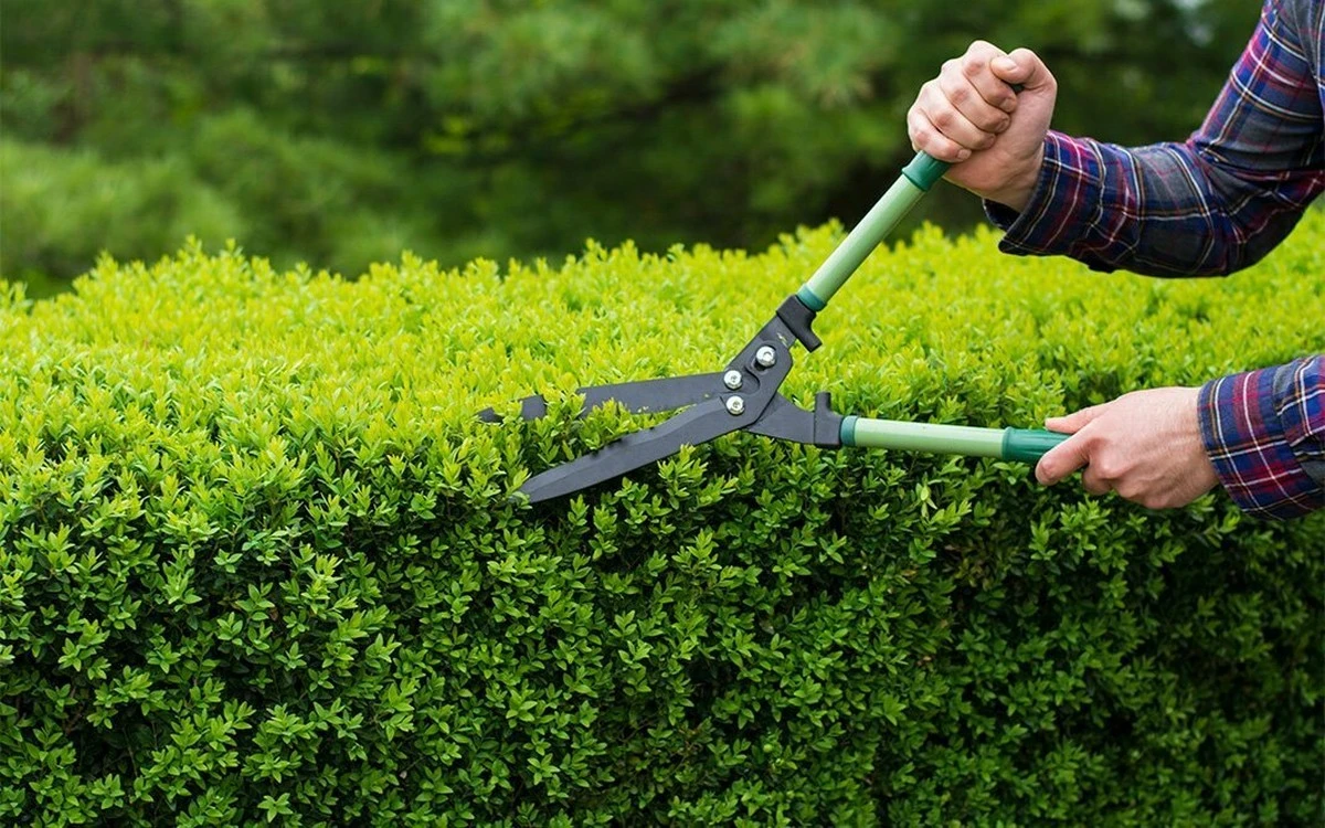 El secreto para un jardín sin multas: ¿cuándo podar antes de que sea demasiado tarde? - image 1