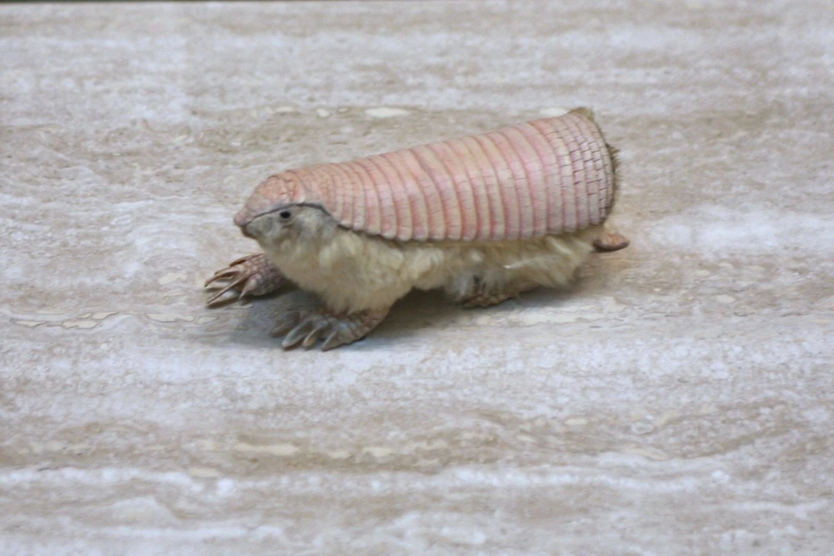 El tatu rosa argentino: el misterio que se esconde bajo la arena y desconcierta a los científicos - image 1
