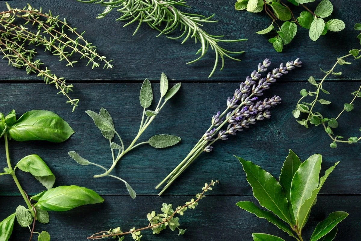El truco secreto para proteger tus plantas de los insectos con solo unas hojas de menta - image 1