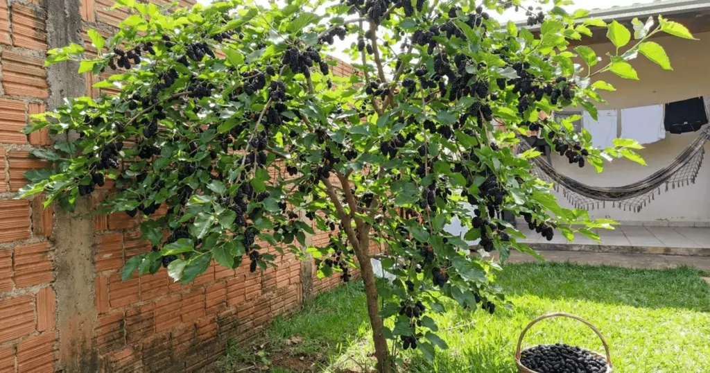 Estas moras crecen en macetas y te dan fruta todo el año