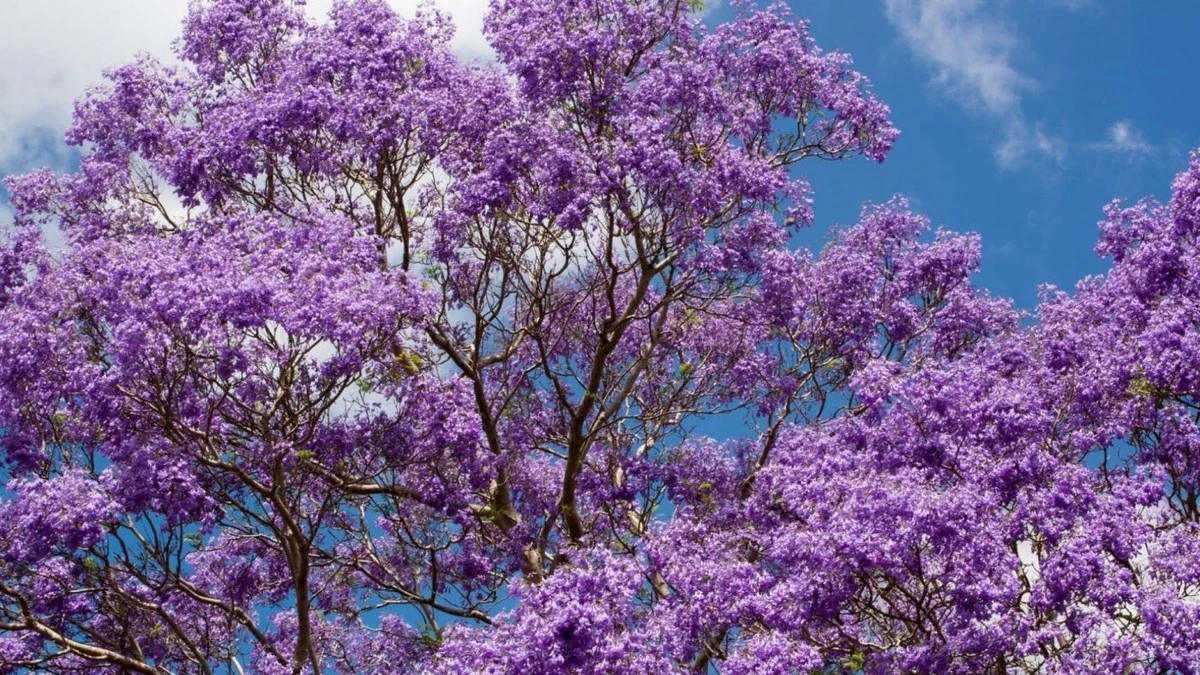 Este árbol morado convierte tu entrada en una revista de decoración en minutos - image 1