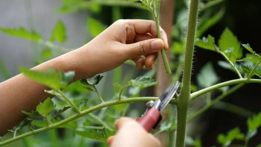 Ficus y Potus más frondosos: el truco de poda para aplicar en febrero
