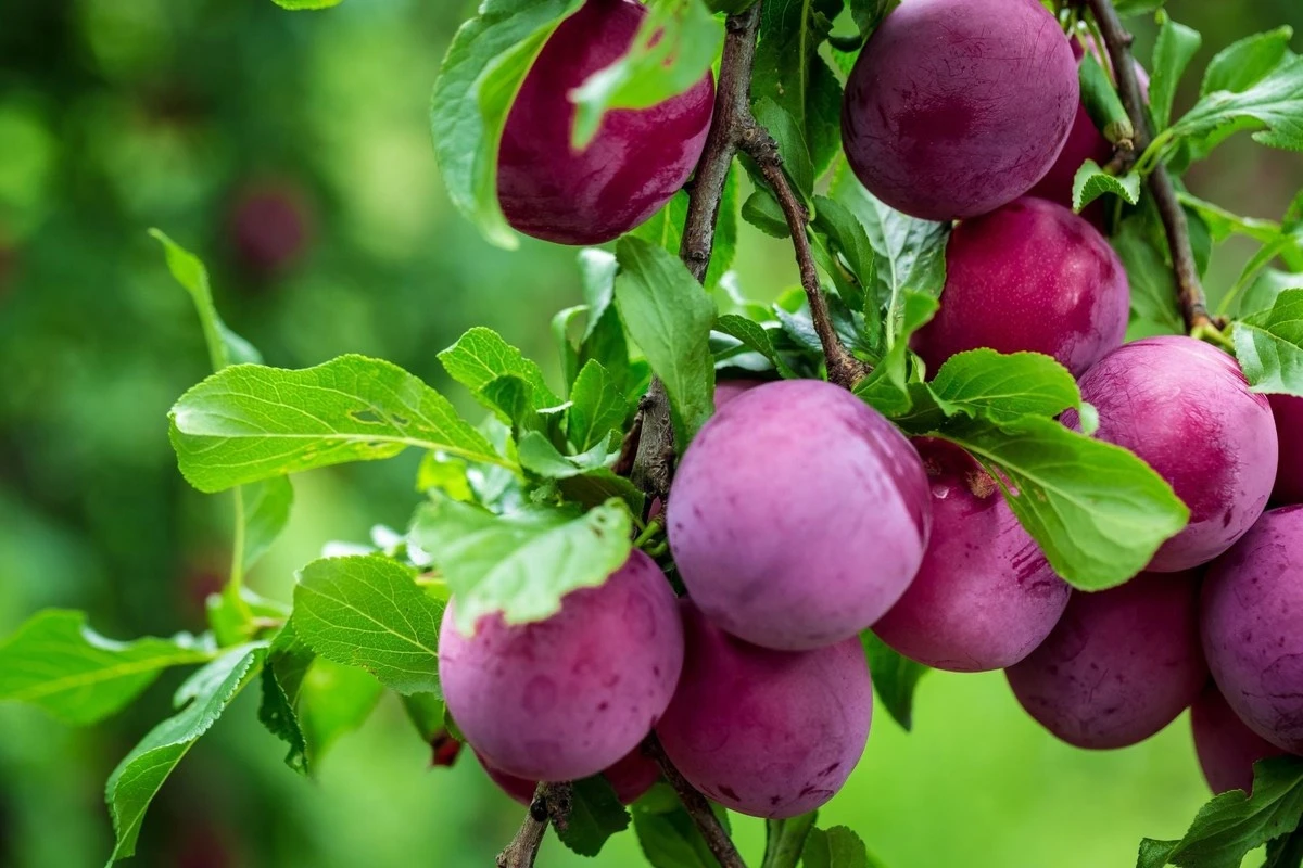 Fresas, tomates cherry y moras: tus 3 aliadas para cultivar fruta dulce en macetas - image 1