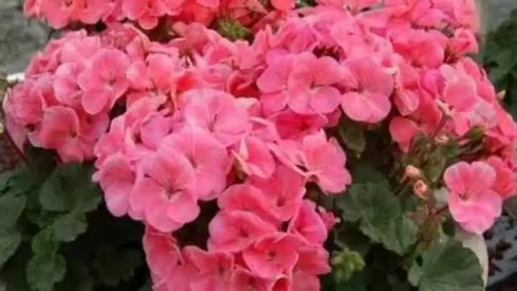 Geranio lleno de flores: el truco de la Pelargonium para este calor