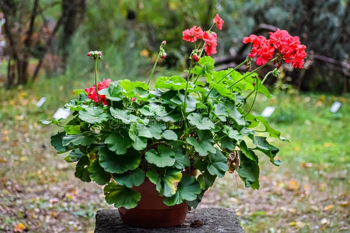 Geranio lleno de flores: el truco de la Pelargonium para este calor - image 1