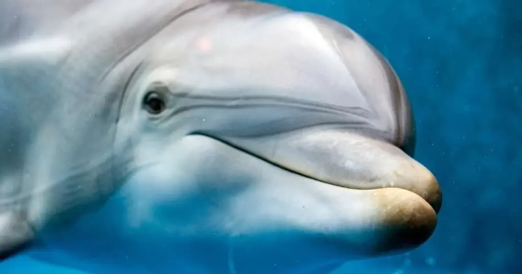Golfinhos: 10 fatos surpreendentes sobre esses animais inteligentes