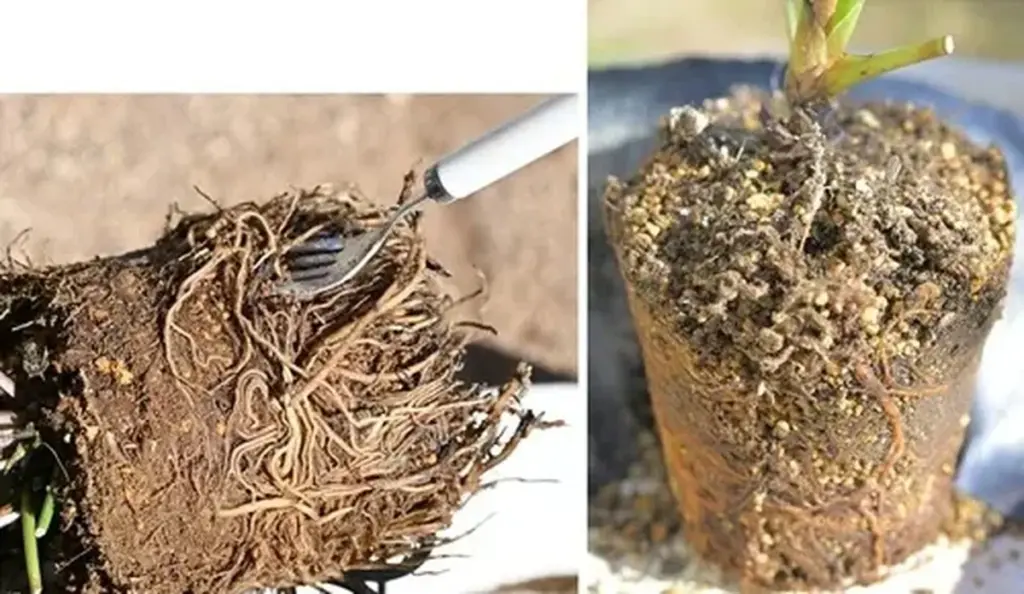 Helleborus radiante: el truco de Keiji Arishima para trasplantar en floración
