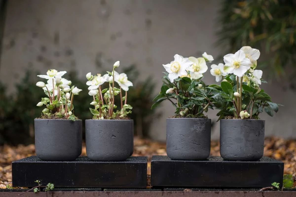 Helleborus radiante: el truco de Keiji Arishima para trasplantar en floración - image 1