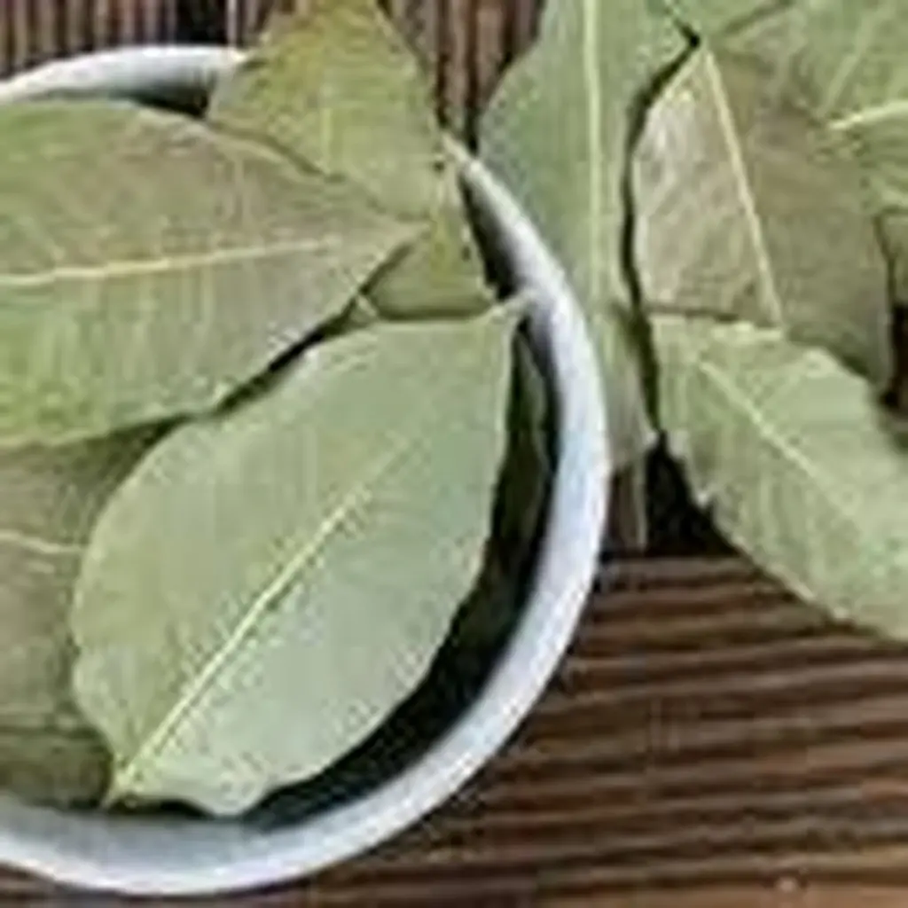 Hoja de laurel bajo la alfombra: el truco de 1 minuto para tu planta de interior y hogar