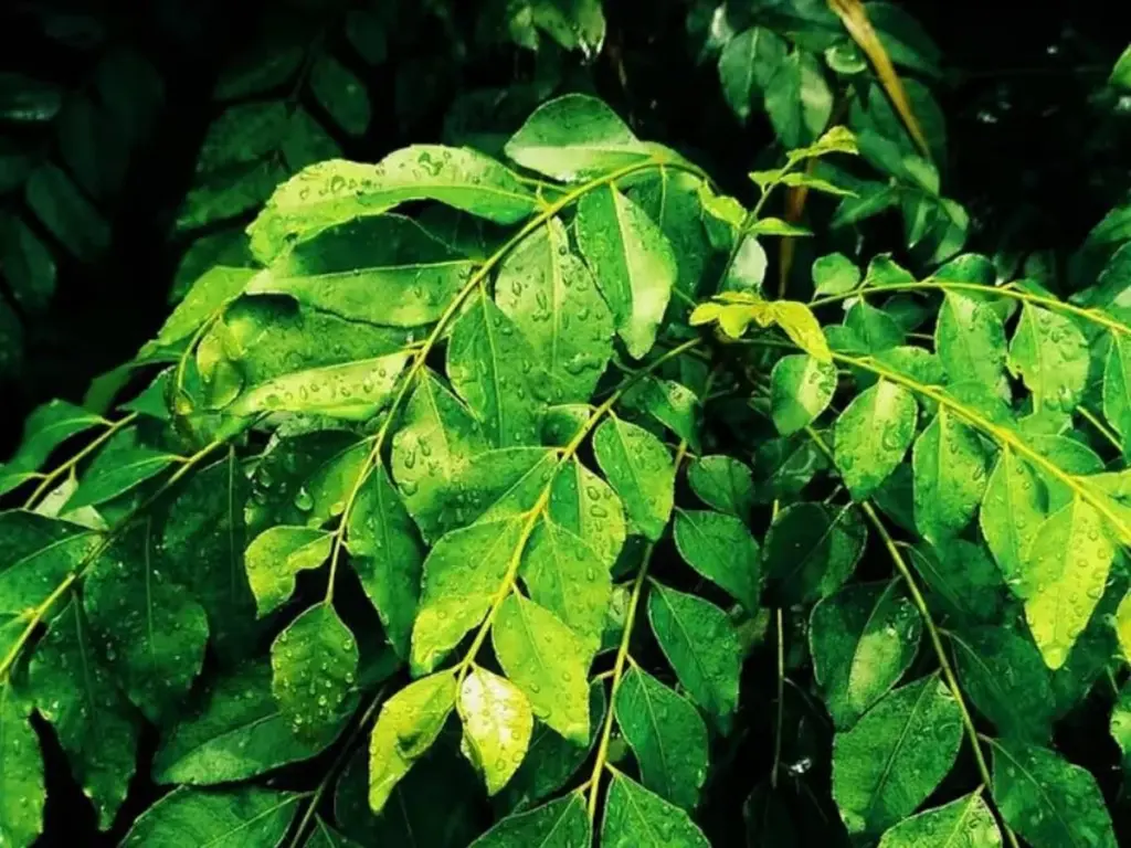 Hojas de curry siempre verdes: aplica este Fertilizante orgánico cada 20 días