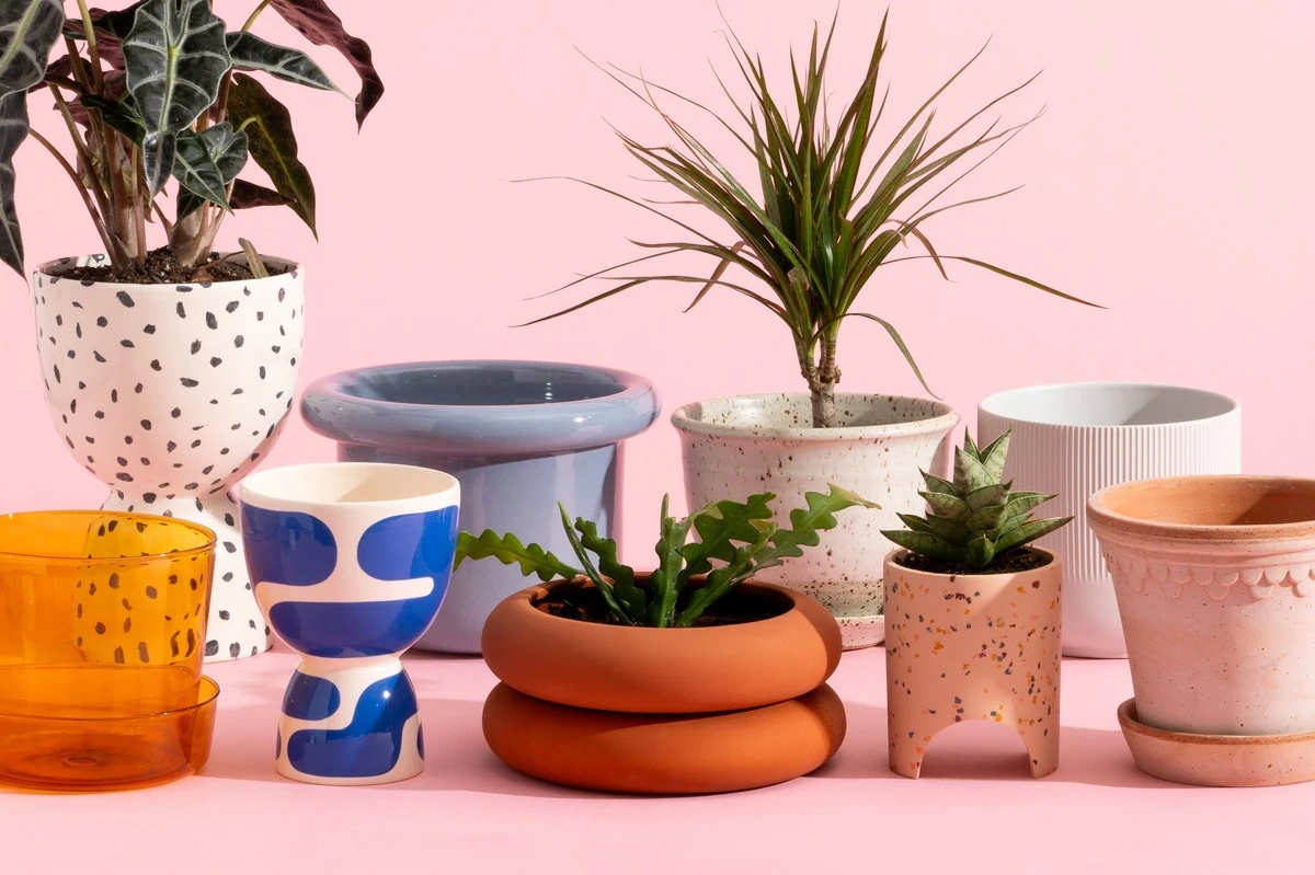 Hojas de tus plantas con puntas secas: el error que todos cometemos (y no es la riego) - image 1