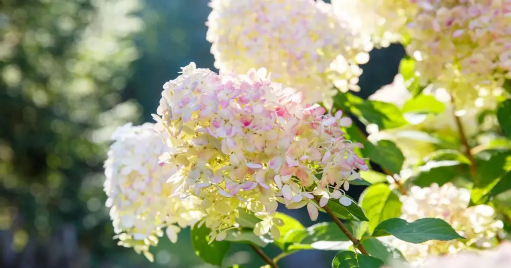 Hortensia de jardín: el error de poda en febrero que te dejará sin flores