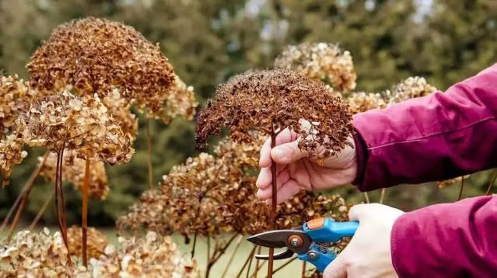 Hortensia de jardín: el error de poda que arruina tu Hortensia en febrero