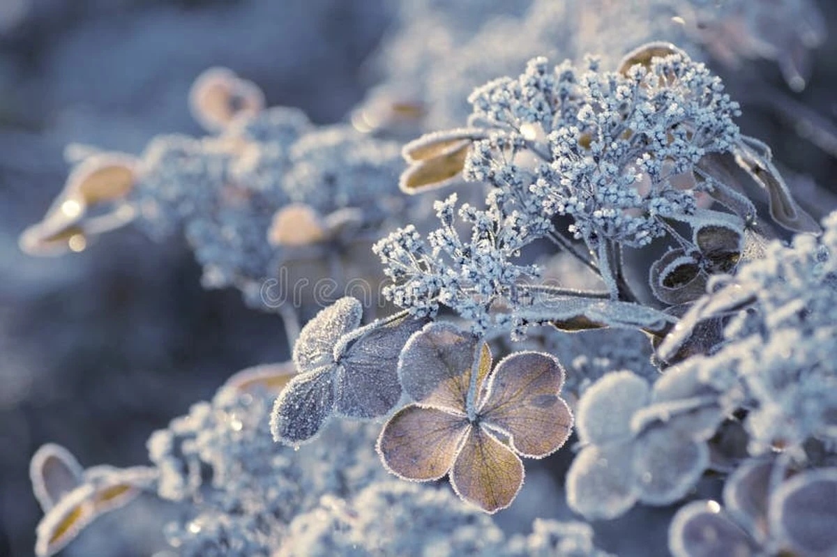 Hortensias en invierno: el error de Ish que arruina tu floración - image 1