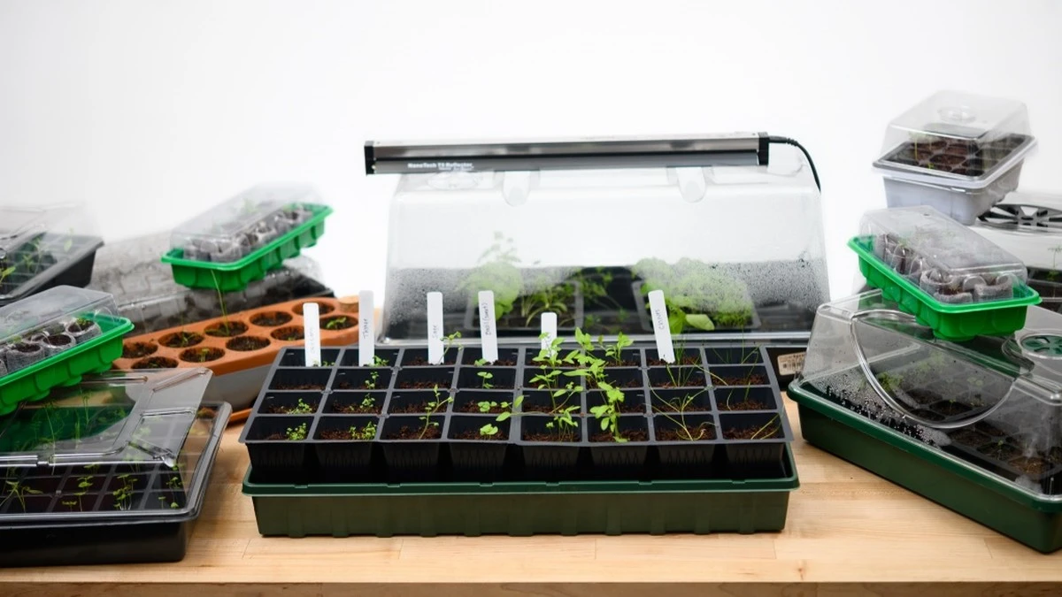 Huerto en casa por 5€: el truco de Lidl para tomates perfectos - image 1