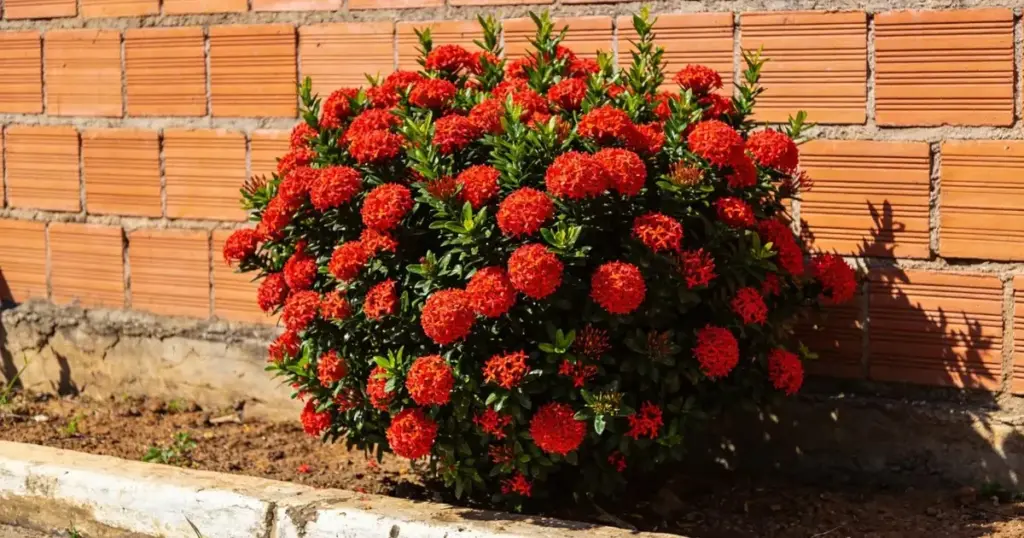 Ixora vs. Duranta: el duelo de las plantas más resistentes para tu jardín