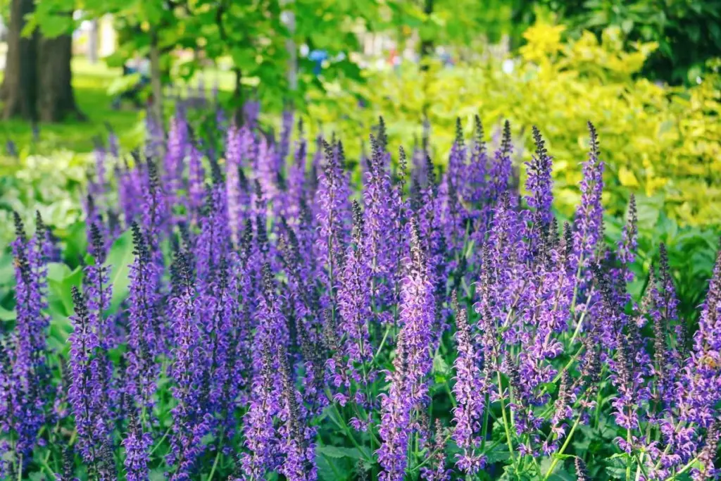 Jardinería sin esfuerzo: 7 plantas perennes para un jardín espectacular este marzo