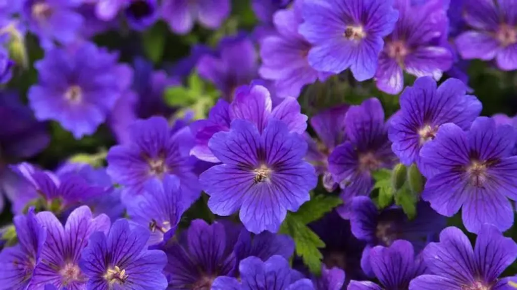 Jardín frondoso en 45 días: el truco con Geranium 'Rozanne' y Salvia nemorosa