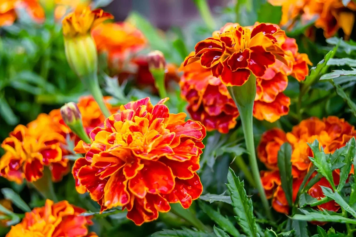 Jardín frondoso en 45 días: el truco con Geranium 'Rozanne' y Salvia nemorosa - image 1