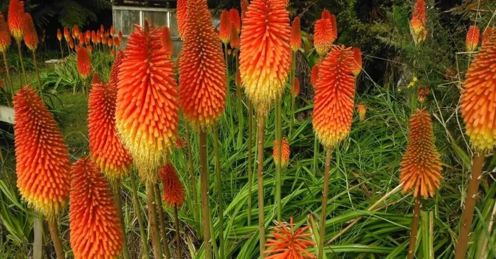 Kniphofia (Tritoma) contra la sequía: el truco para atraer Abejas sin gastar agua